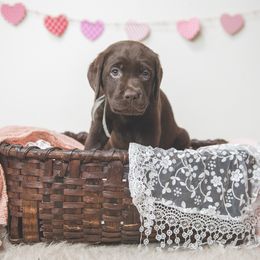 Labrador Retriever Puppies from Lorlyn Labradors