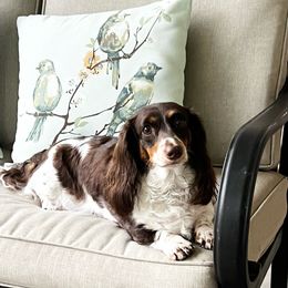 HAZEL - Dachshund