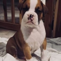 Max - Fawn male Boxer puppy in Apopka, Florida from Boxer Puppies