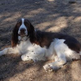 Birdy - English Springer Spaniel