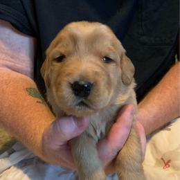 Blue boy puppy - Golden male Golden Retriever puppy in Wabash, Indiana from Glenhaven Goldens