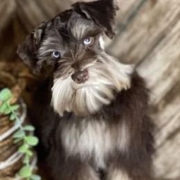 Miniature Schnauzers from Lenora's Mini Schnauzers
