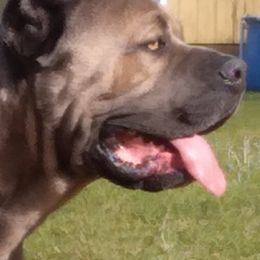 Cane Corso from Dolce Luna Corsos