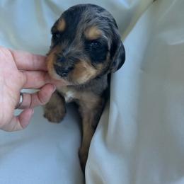 Casper - Blue merle male Aussiedoodle puppy in Berrien Spring, Michigan from Red Bud Beautiful Doodles