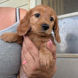 Red - Red female Dachshund puppy in Spring Hope, North Carolina from Hogan’s Lowrider Hounds