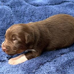 Milo - Red tri-color male Australian Shepherd puppy in Mount Vernon, Texas from RJ's Aussie Posse