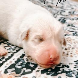 Faith - White female Great Pyrenees puppy in New Palestine, Indiana from Hitchcock Homestead