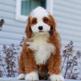 Allie - Red female Bernedoodle puppy in Dundee, Ohio from Down Home Doodle