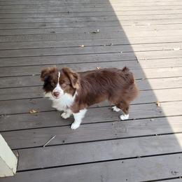 Penny - Miniature Australian Shepherd