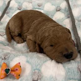 Maritime - Red  female Goldendoodle puppy in Camden, North Carolina from Oopsie Doodles of NC