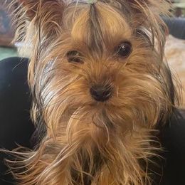 Yorkshire Terriers from Connie's Yorkshire Terriers