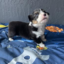 Boy 1 - Black and white male American Corgi puppy in Cocoa, Florida from Cascadian Space Coast Corgis LLC
