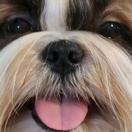King - Shih Tzu