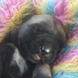 Mastiff Puppies from Hug-A-Mug Mastiffs