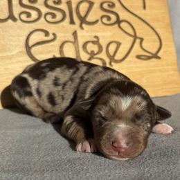 Nadia - Red merle female Australian Shepherd puppy in Litchfield, New Hampshire from Aussies Edge Farm
