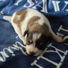 Kara - Parti female Miniature Schnauzer puppy in Elgin, Iowa from Firefly Stables