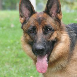 Ida - German Shepherd