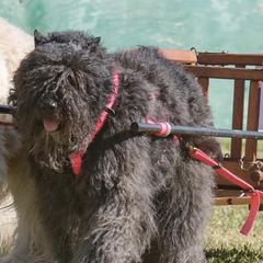 Bouvier des Flandres from Brenna Mooney