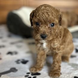 Boy 5 - Red Labradoodle puppy in Bradenton, Florida from Doodle Acres