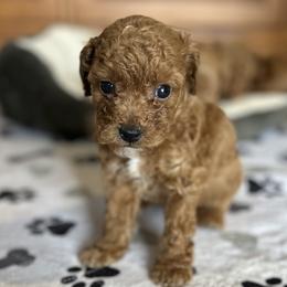 Boy 5 - Red Labradoodle puppy in Bradenton, Florida from Doodle Acres