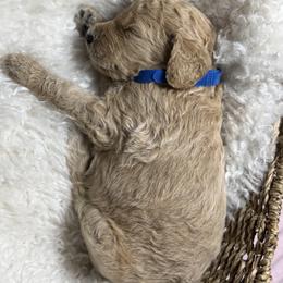 Colada - Apricot male Goldendoodle puppy in Miami, Florida from Kalidoodlee