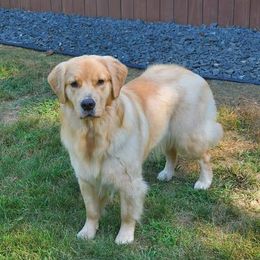 BREYA - Golden Retriever