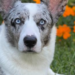 Cardigan Welsh Corgis from Barbara's Corgis