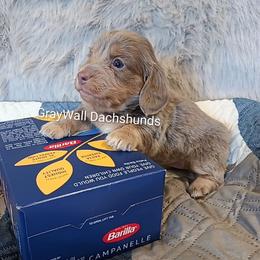 Campanelle -AKC Full - Fawn (isabella) and cream female Dachshund puppy in Bates City, Missouri from Gray Wall Dachshunds