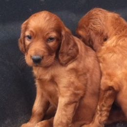 Ava the Christmas Eve Puppy - Mahogany female Irish Setter puppy in Orem, Utah from Rocky Mountain Irish Setters