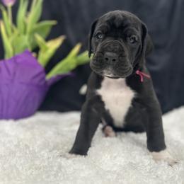 Great Dane Puppies from Catskills Greatest Danes