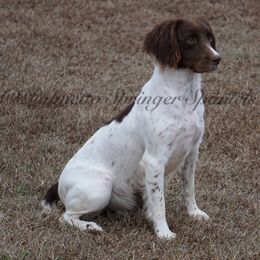 Rita - English Springer Spaniel