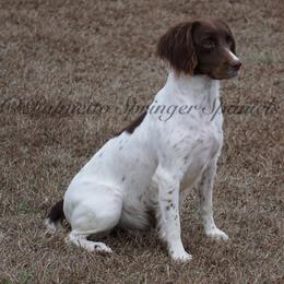 Rita - English Springer Spaniel