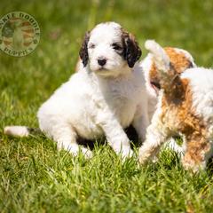 Bernedoodle, Saint Berdoodle, and Sheepadoodle Puppies from Yankee Doodle Puppies