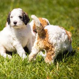 Bernedoodle, Saint Berdoodle, and Sheepadoodle Puppies from Yankee Doodle Puppies