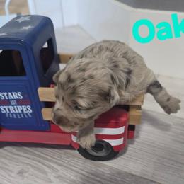 Oak - Red merle male Aussiedoodle puppy in Loveland, Colorado from A&L Ranch Aussiedoodles