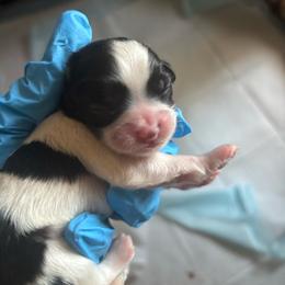2nd born - Black and white male Cavatzu puppy in Turlock, California from Charming Woofs