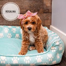 Rosalina - Apricot female Golden Aussiedoodle puppy in Hyrum, Utah from Goldendoodledoo Farms