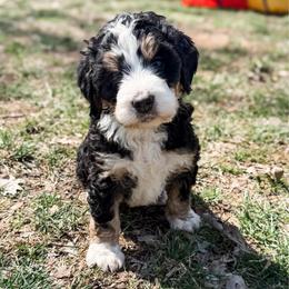 Dottie - Tri-color female Bernedoodle puppy in Marne, Michigan from MI Doodles