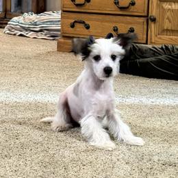 Snoopy - Pink and slate male Chinese Crested puppy in Wolf Creek, Oregon from Wolf Creek Cresteds