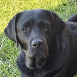 Golden Retrievers and Labrador Retrievers from Rustic Cabin Retrievers