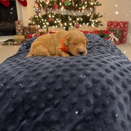Stocking - Golden female Golden Retriever puppy in Salt Lake City, Utah from Soaring golden retrievers