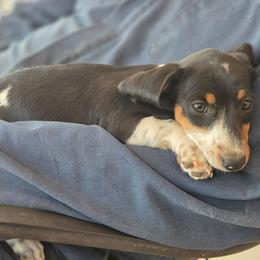 Buttercup - Piebald female Dachshund puppy in Gardendale, Texas from C & R Dachshund
