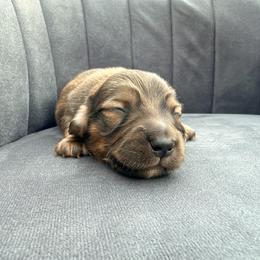 AJ - Cream male Dachshund puppy in Knoxville, Tennessee from East TN Dachshunds