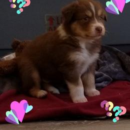 Australian Shepherd Puppies from Long Mt Aussies