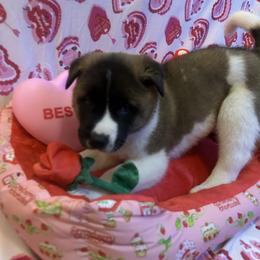 Boy 2 orange - Brown brindle male Akita puppy in Las Vegas, Nevada from Ishikawa Akita's