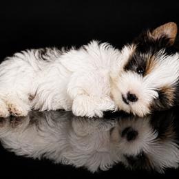 Biewer Terrier puppies from Hells Canyon