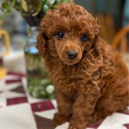 Que - Red  female Poodle puppy in Creston, Iowa from G–/ Kennel