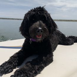Rosie - Australian Labradoodle