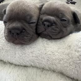 Boy 2 - male French Bulldog puppy in Norwalk, Ohio from The Frenchie Ravine Connection LLC