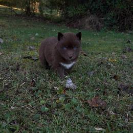 Girl 2 - Red and white female Siberian Husky puppy in Jonesborough, Tennessee from Dry Creek Siberians